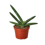 Snake Plant Starfish 4"