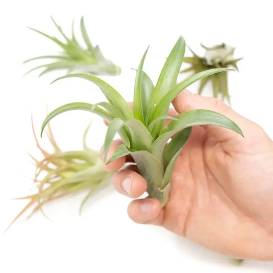 Brachycaulous Abdita air plant