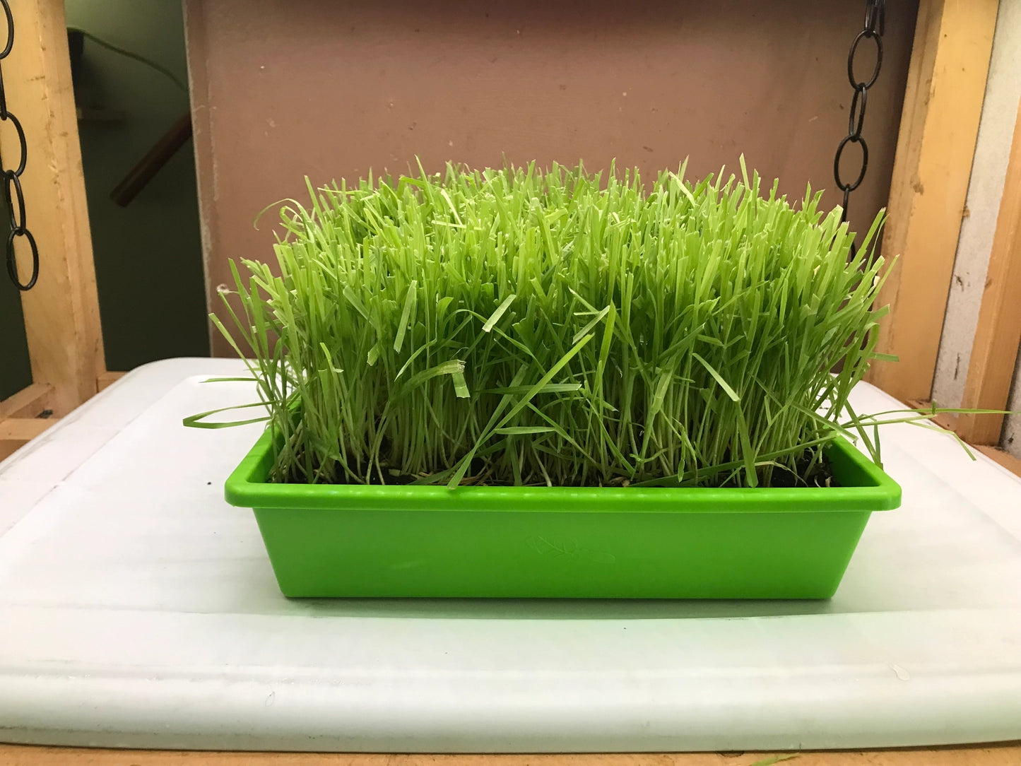 10” x10” Cat Grass Garden Tray/ Organic Seed