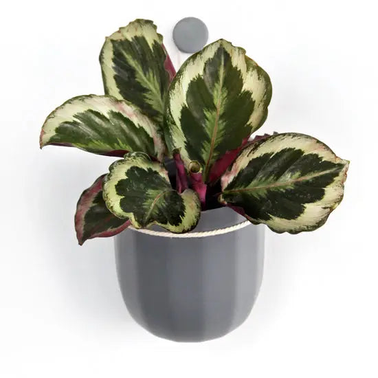 Eco Wall Planter
