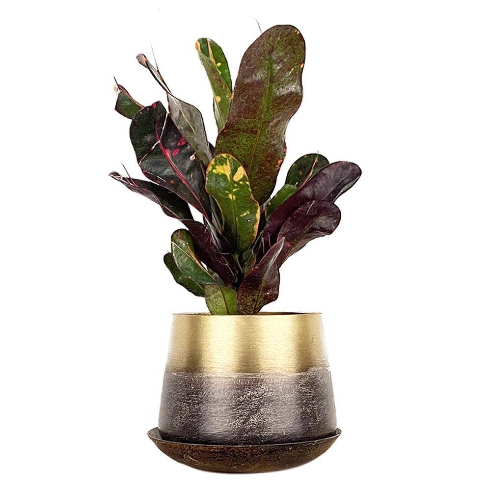 Metal Pot with Drainage Hole Saucer