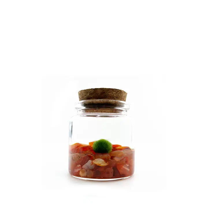 Small Carnelian Moss Ball Terrarium