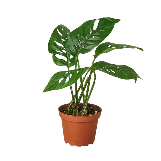 Monstera Swiss Cheese 4-inch
