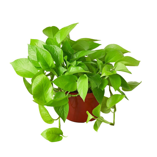 Pothos 'Neon' 5" Clear Pot