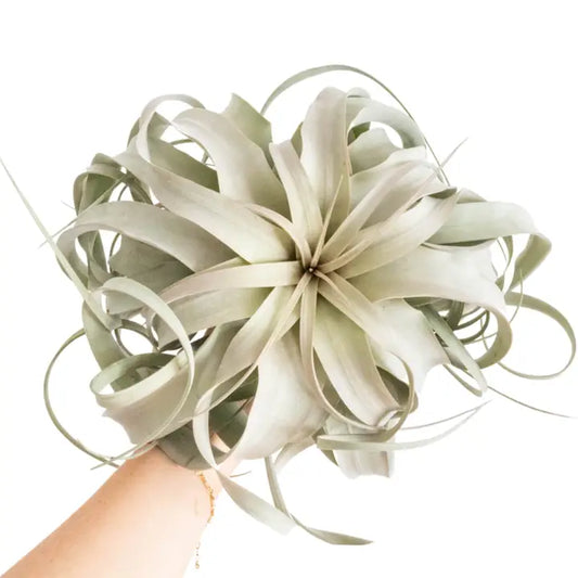 Xerographica Tillandsia