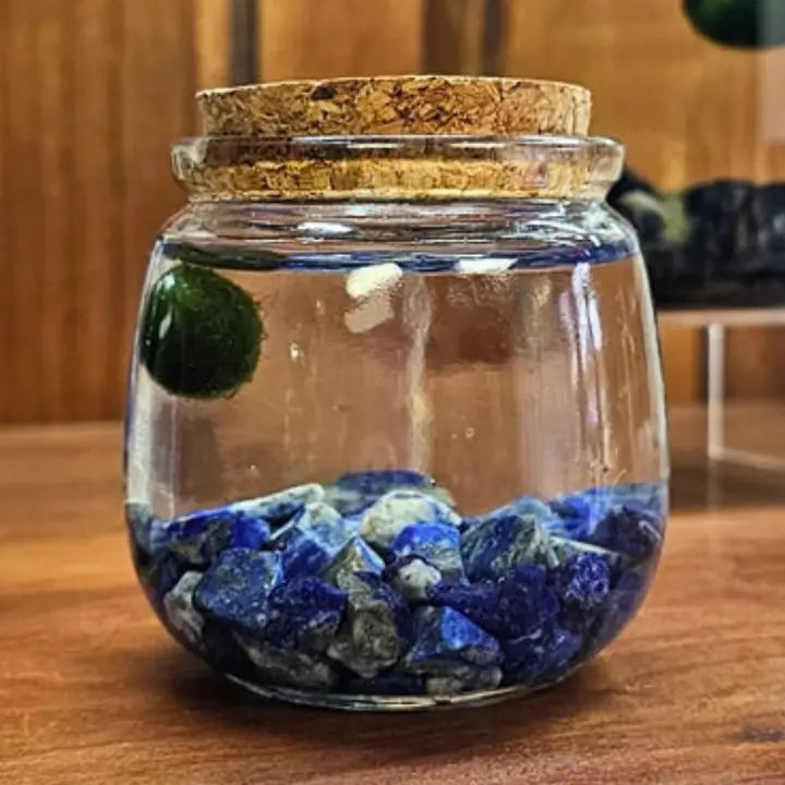 Moss Ball Terrarium Medium Lapis Lazuli