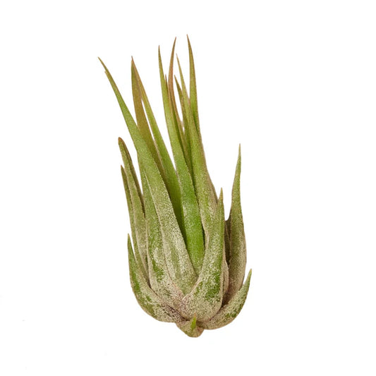 Air Plant Small Variety
