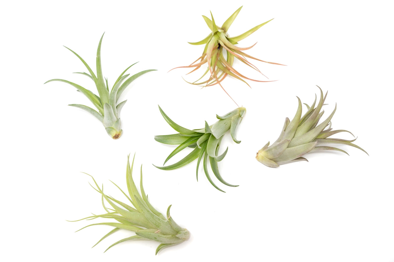 Brachycaulous Abdita air plant