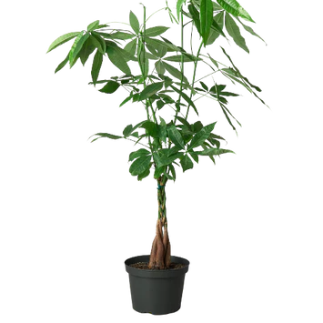 Money Tree 'Guiana Chestnut' Pachira Braid
