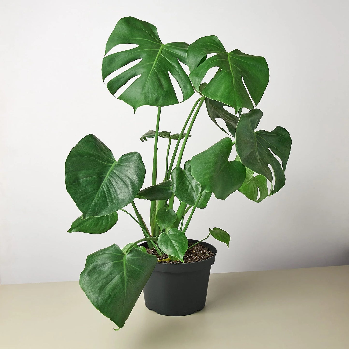 Monstera 'Split-Leaf' 6"