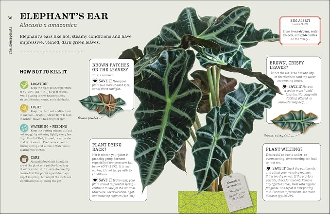 How to Make Your Houseplants Love You