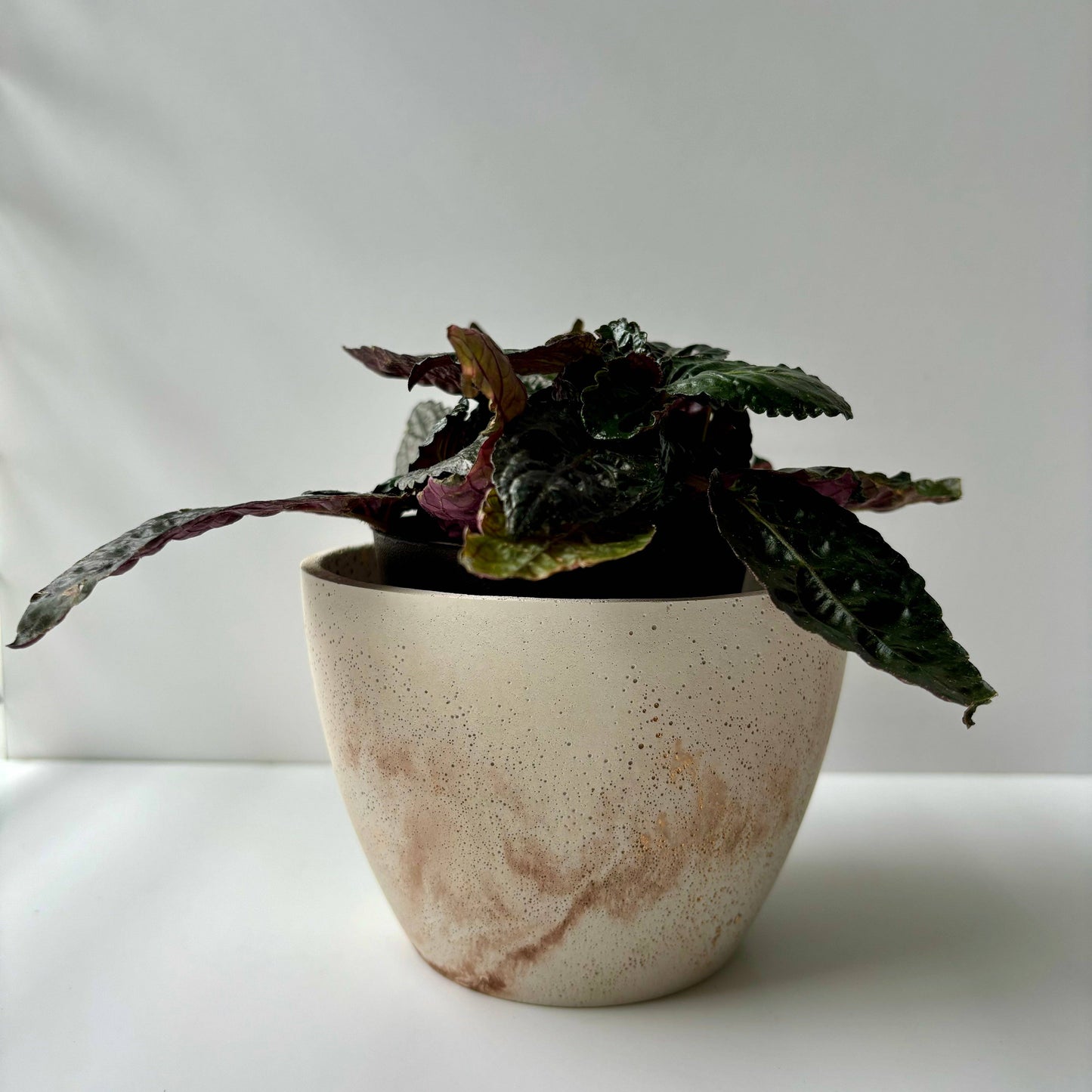Dana 5” Planter Pot | Flared Cachepot | Cement Planter