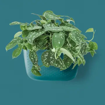 Eco Wall Planter