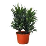 Dracaena 'Janet Craig'