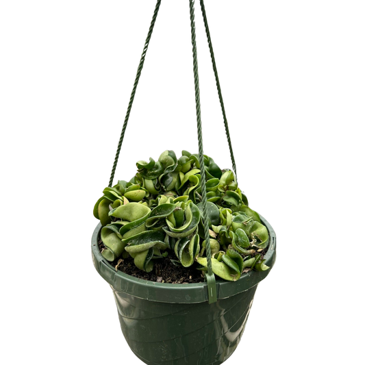 Hoya Rope Plant 4"