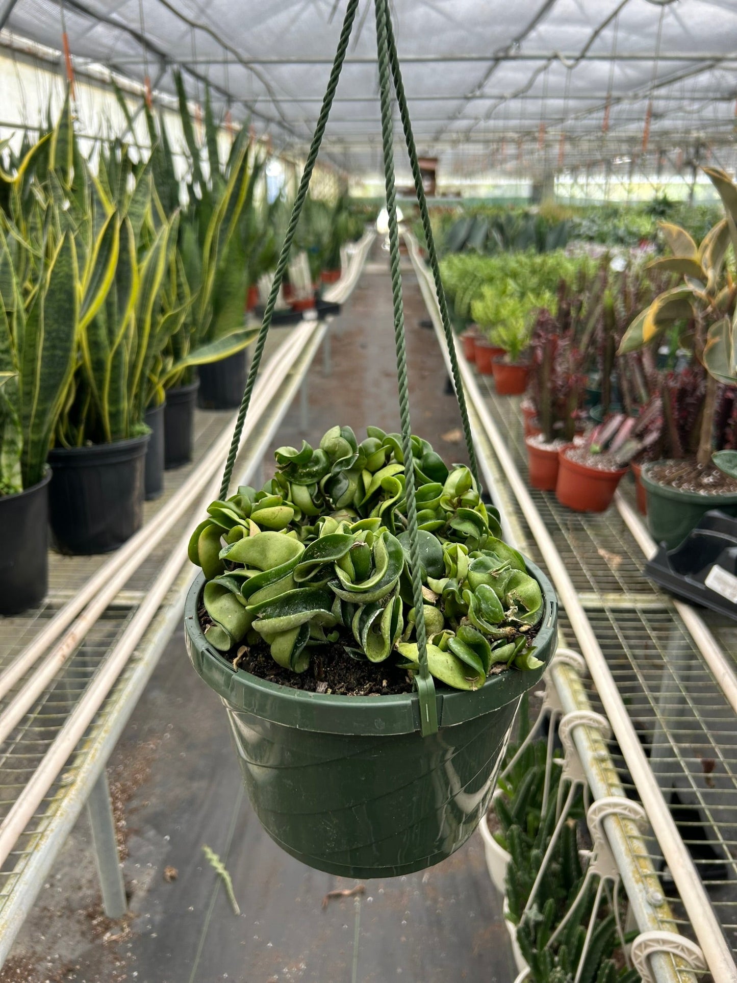 Hoya Rope Plant Variegated 4"