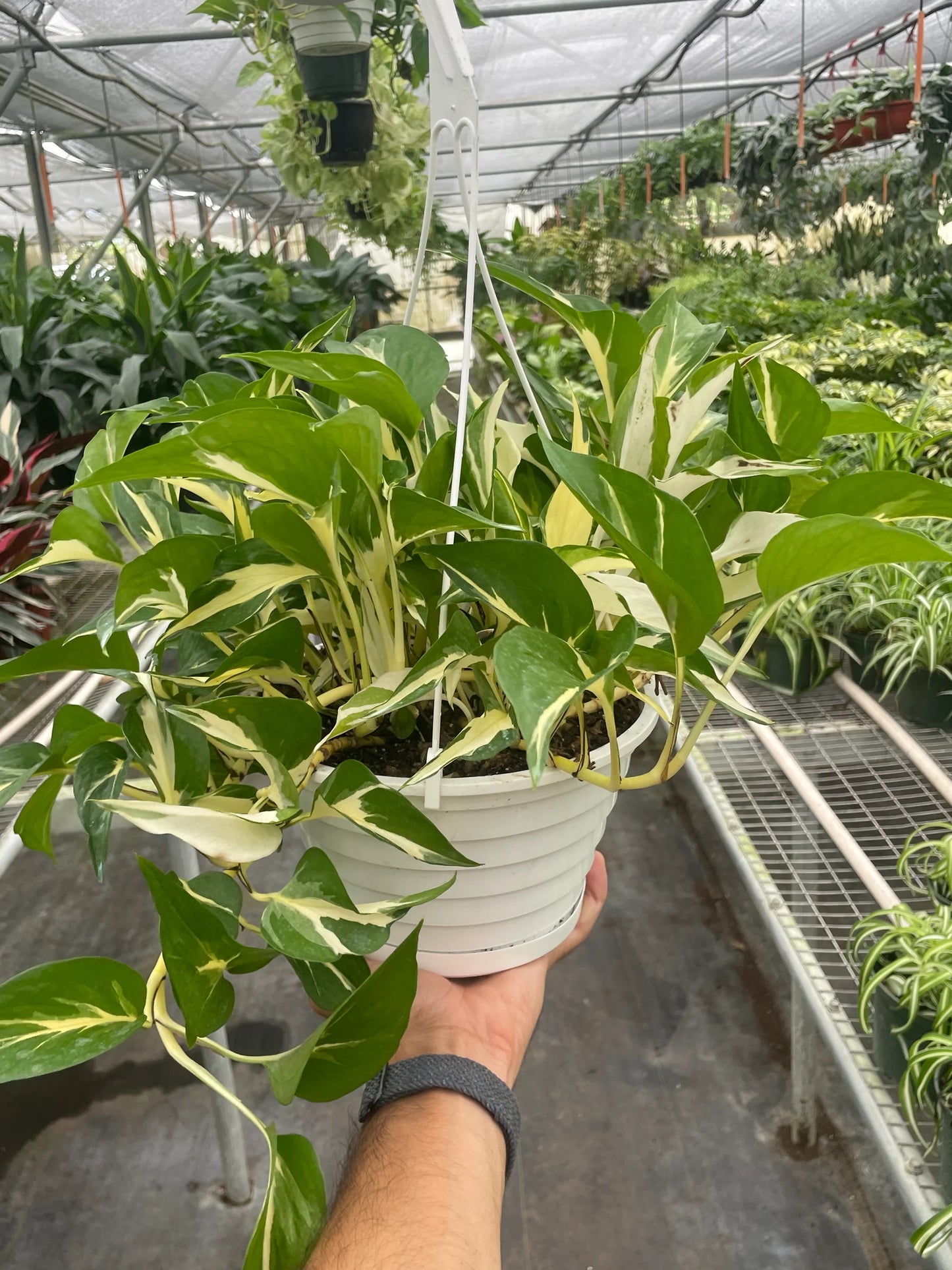 Pothos 'Mutant Manjula 6"