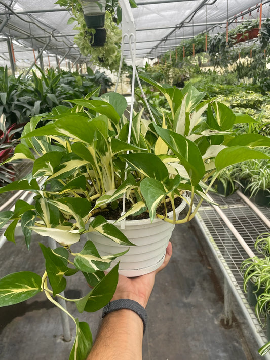 Pothos 'Mutant Manjula 6"