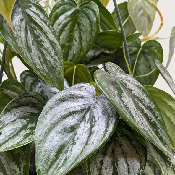 Philodendron 'Brandi' 6"