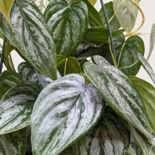Philodendron 'Brandi' 6"