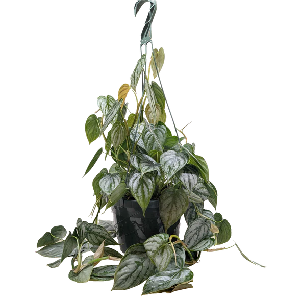 Philodendron 'Brandi' 6"