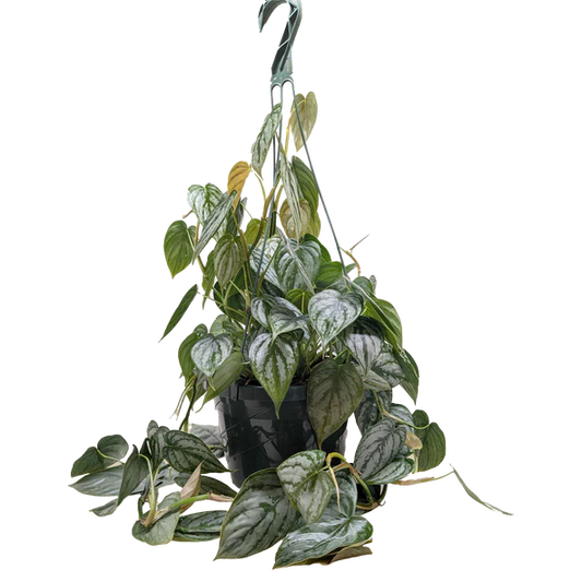 Philodendron 'Brandi' 6"