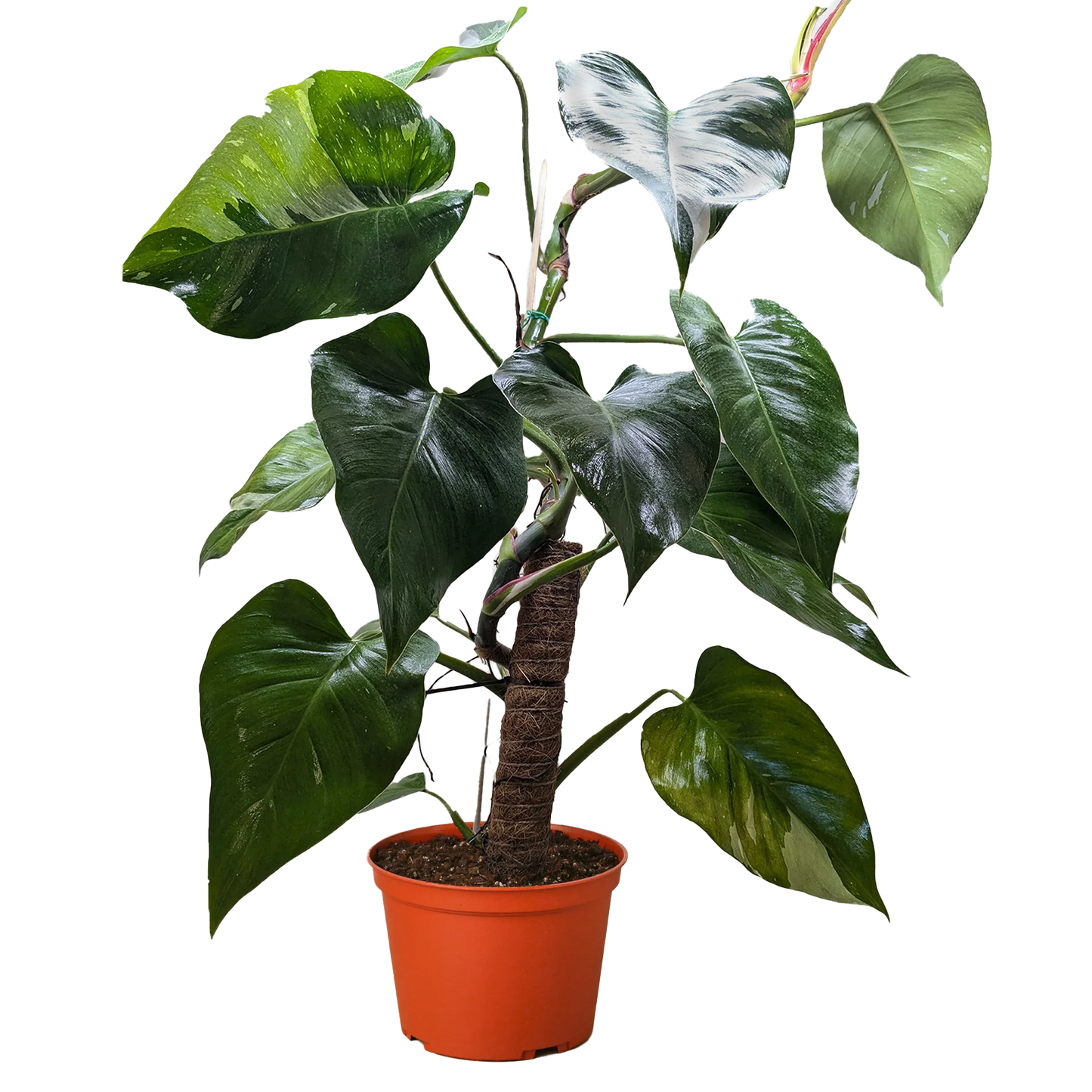 Philodendron 'White Princess 6" clear pot