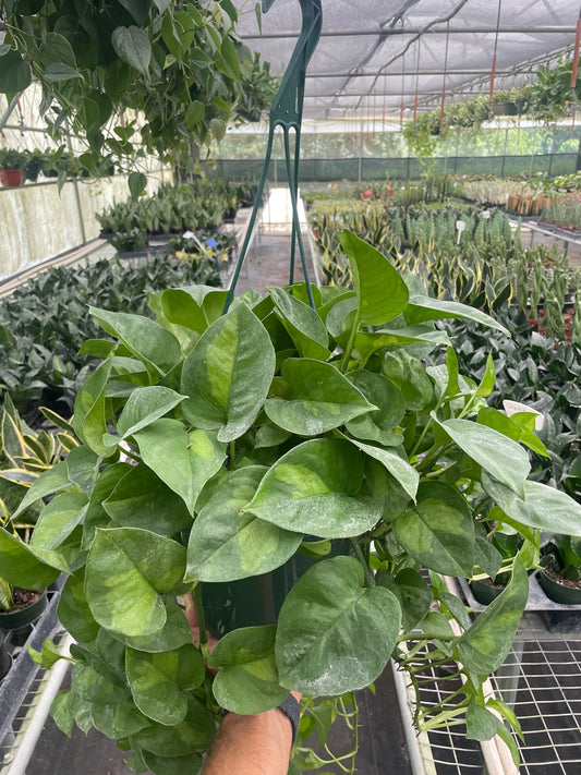 Pothos 'Global Green 3" clear pot