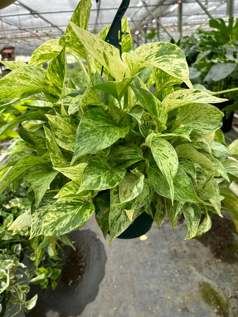 Pothos 'Marble Queen 4"