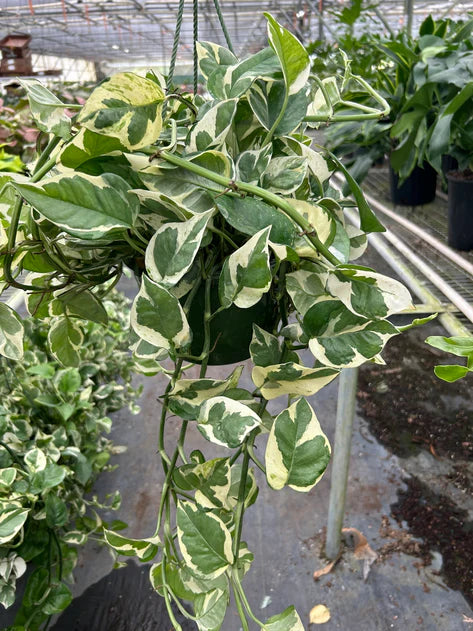 Pothos 'N Joy' 6in