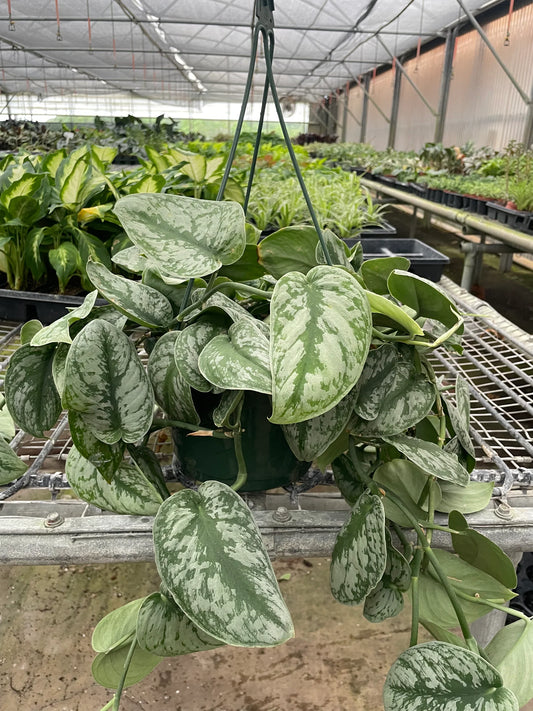 Pothos 'Silver Splash 4"