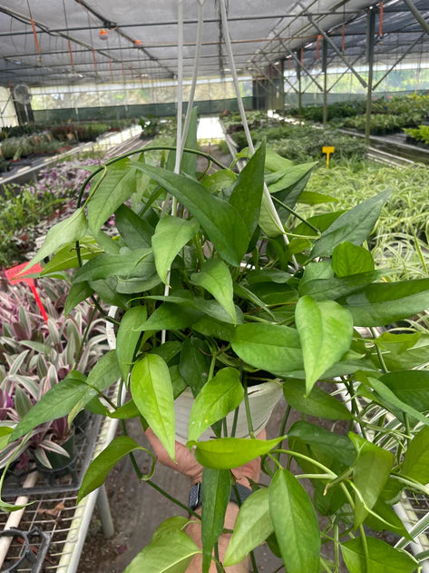 Pothos 'Skeleton Key' 6in