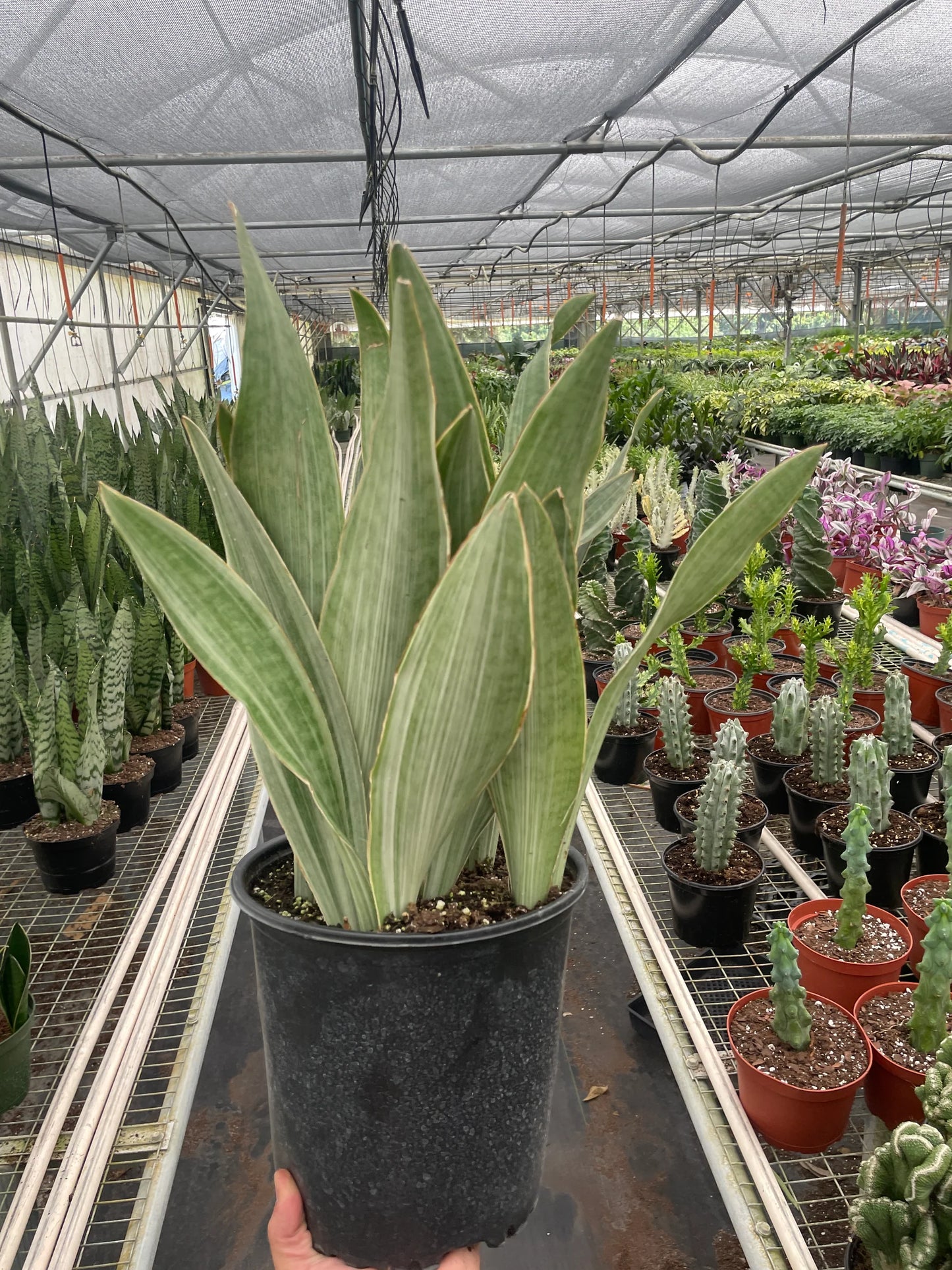 8 snake plant Snake Plant 'Sayuri' 8" Pot