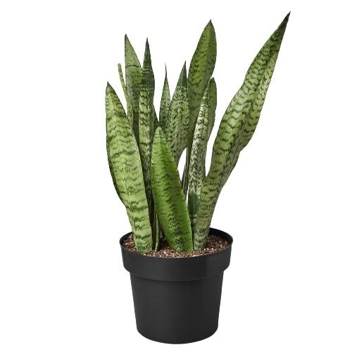 Snake Plant 'Zeylanica' 4"