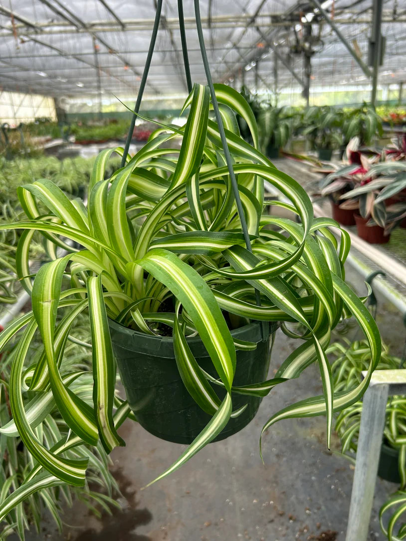 Spider Plant 'Bonnie