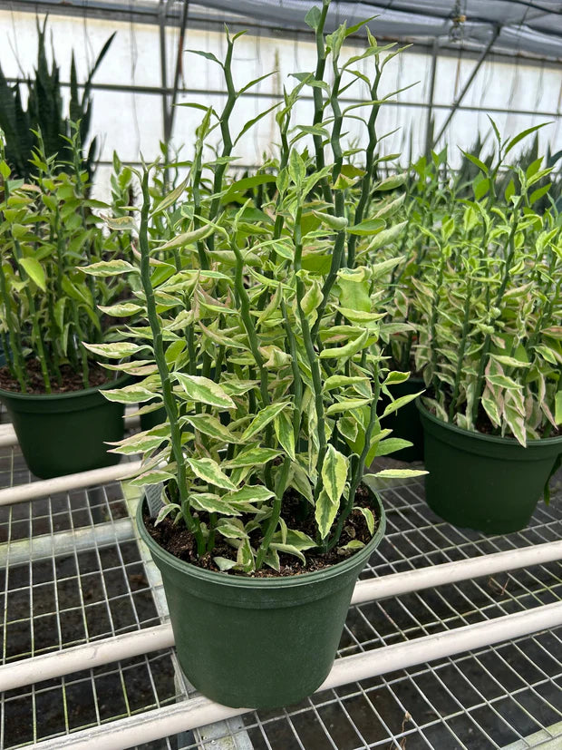 Variegated Devil's Backbone