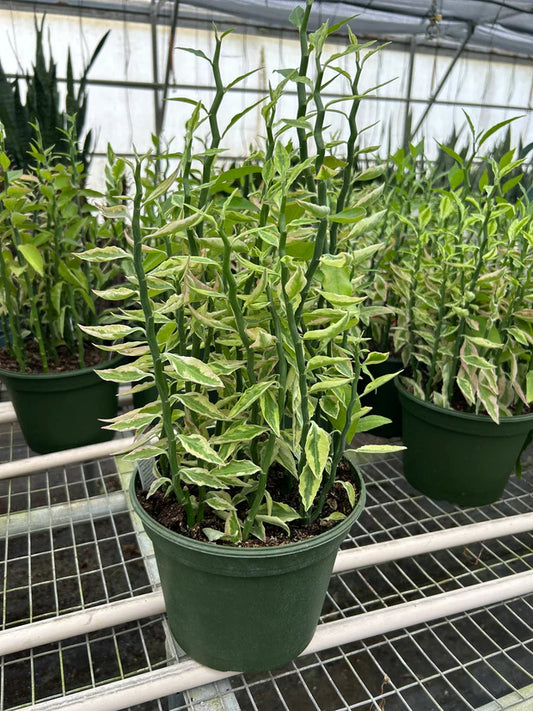 Variegated Devil's Backbone