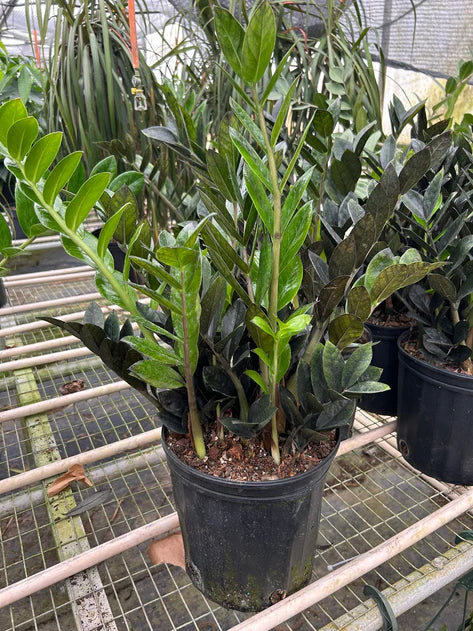 ZZ Zamioculcas 'Black Queen' 8in