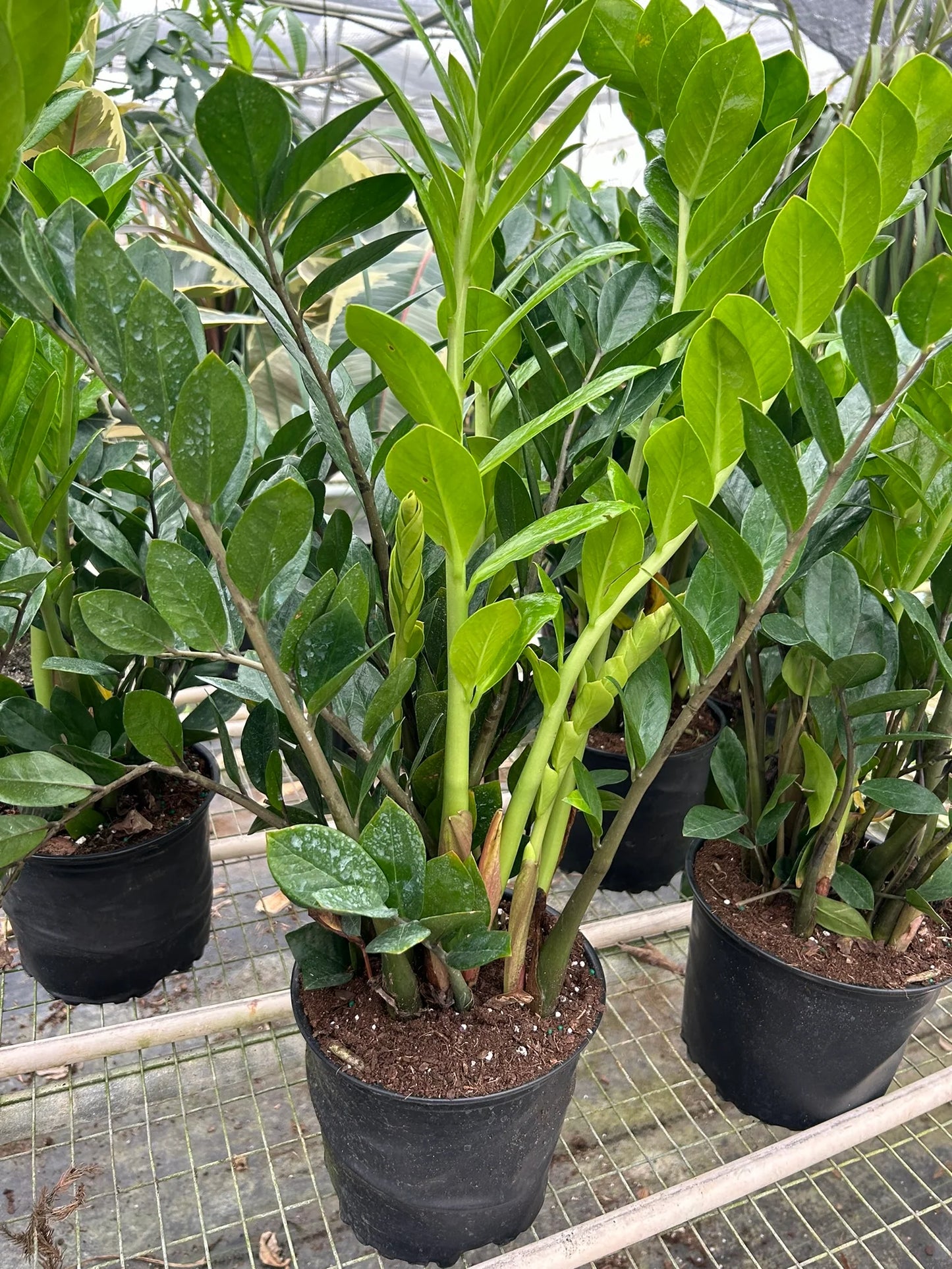 Zamioculcas Zamiifolia ZZ - 6"