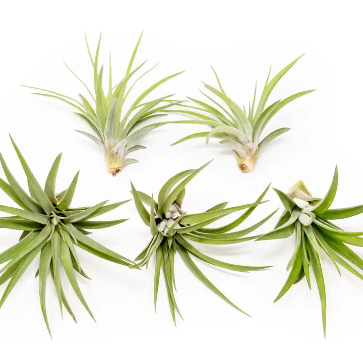 Velutina Air Plants