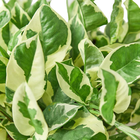 Pothos 'N Joy' 6in