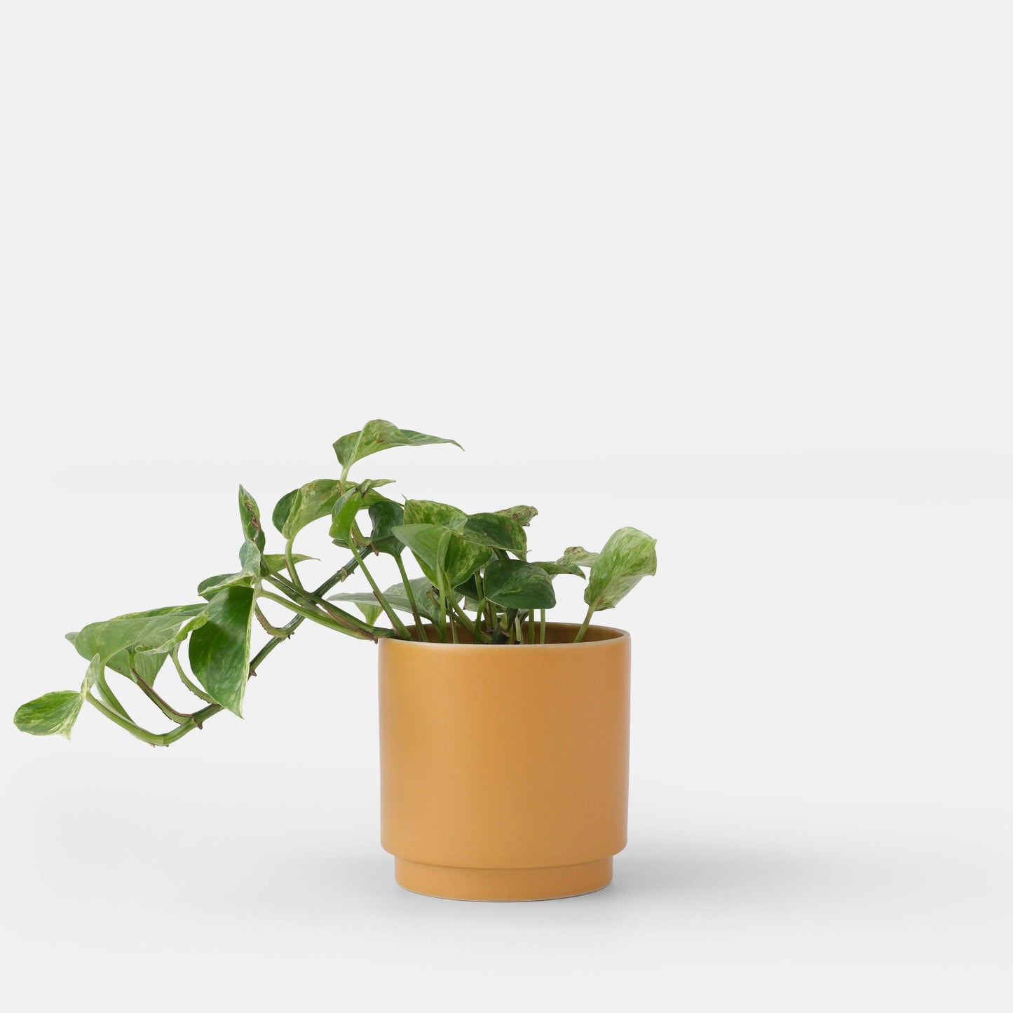 Kolo Planter