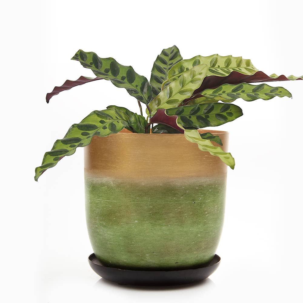 Metal Pot with Drainage Hole Saucer