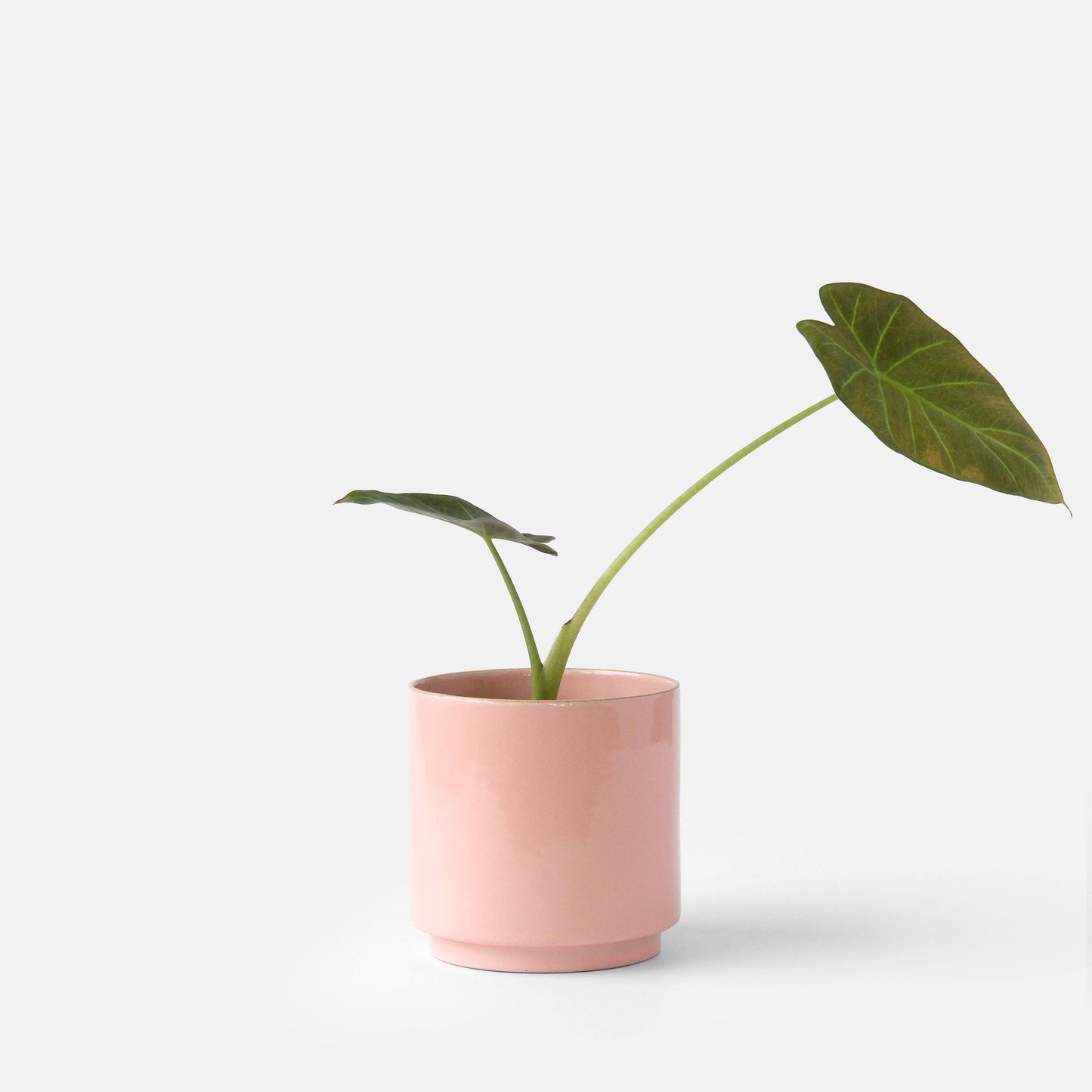 Kolo Planter
