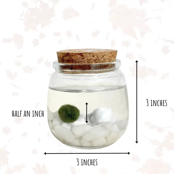 Medium Classic Moss Ball Terrariums