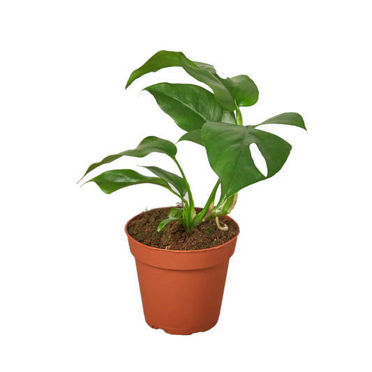 Philodendron Mini Monstera Minima - 4"