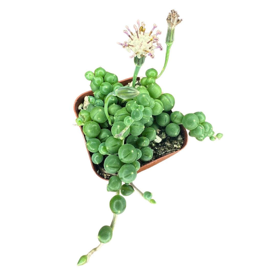 String of Pearls - Senecio Rowleyanus – 4”
