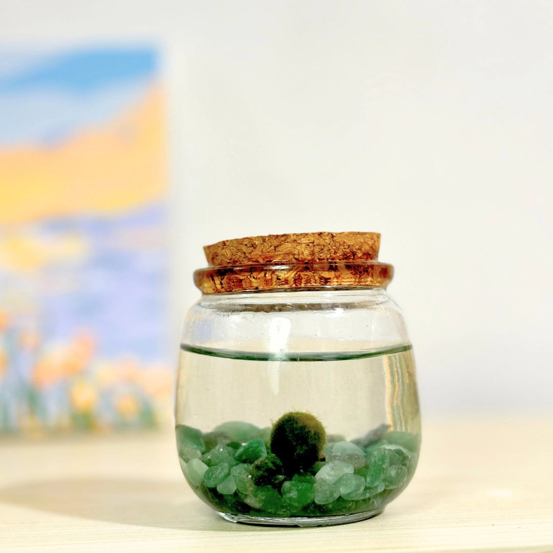 Medium Aventurine Gemstones Moss Ball Terrarium