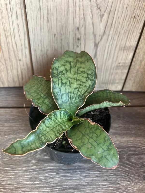 Sansevieria Cleopatra