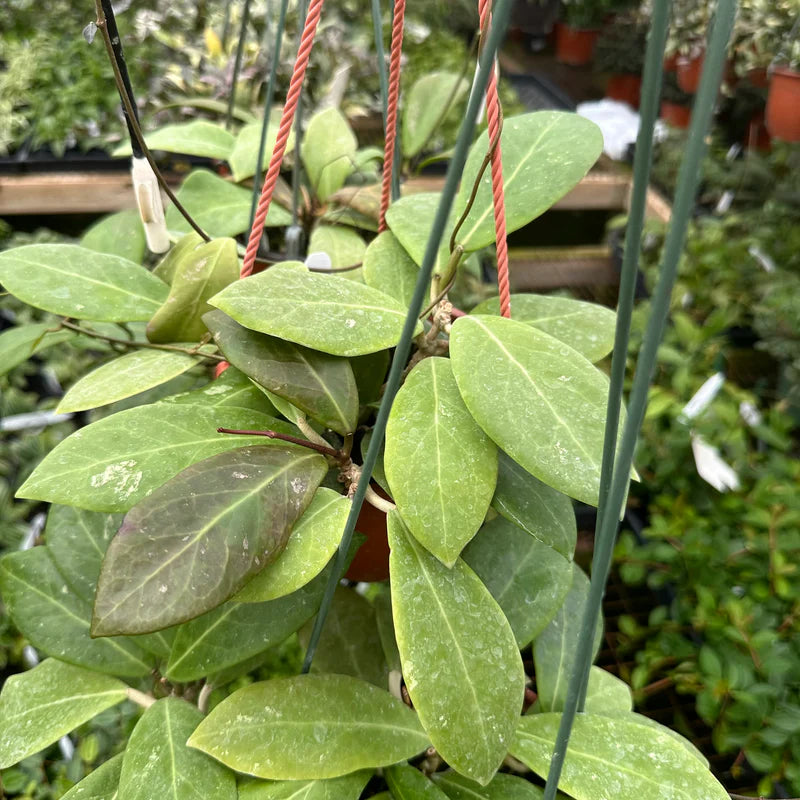Hoya Mindorensis